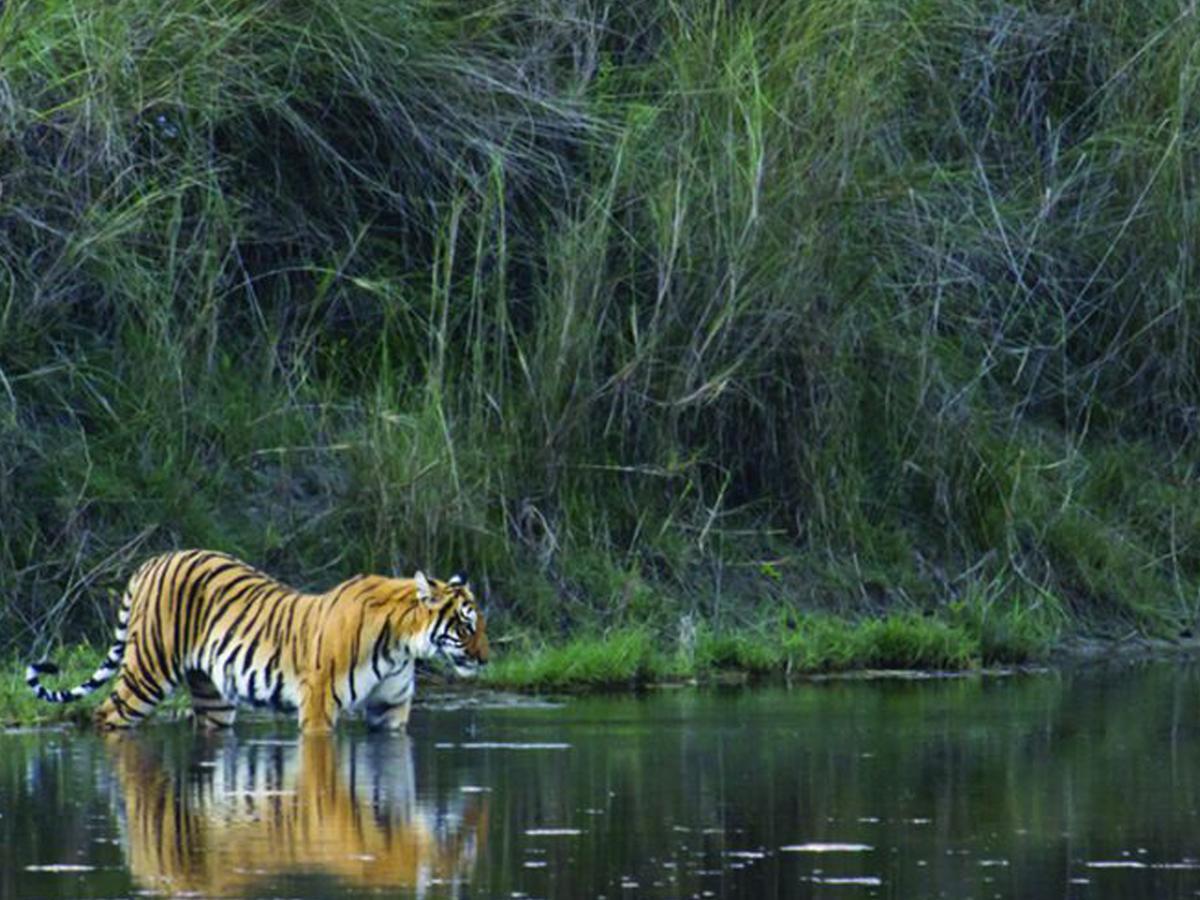 Corbett Treat Resort Ramnagar  Luaran gambar