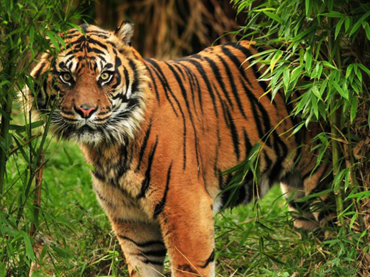 Corbett Treat Resort Ramnagar  Luaran gambar